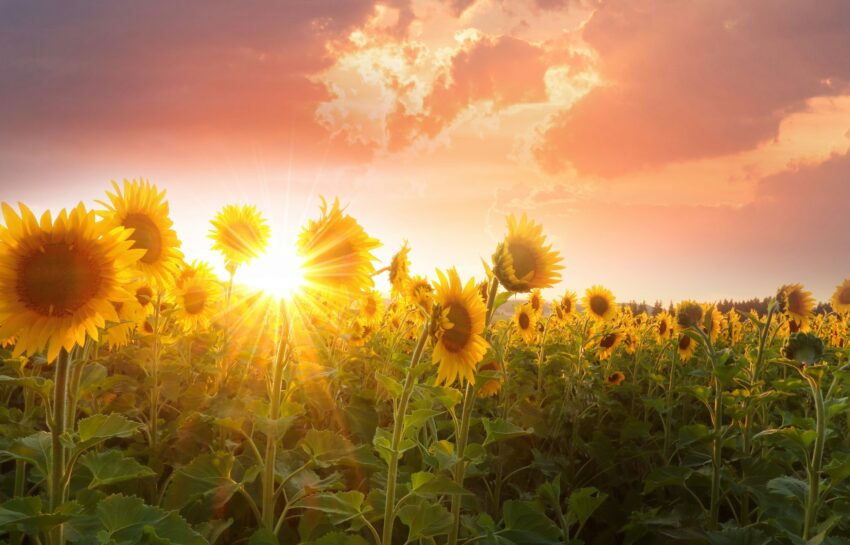 De kracht van de zon op zonnepanelen